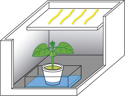 Detection of Different Hosts From a Distance Alters the Behaviour and Bioelectrical Activity of Cuscuta racemosa